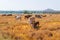 Herd of cows graze in grasslands in hilly landscapes and meadows on clear days