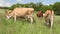 A herd of cows graze on a green field