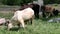 A herd of cows graze on the green grass