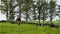 A herd of cows graze on a green meadow of a farmer\\\'s field in Ireland.