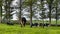 A herd of cows graze on a green meadow of a farmer\\\'s field in Ireland.