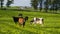 A herd of cows graze on a green meadow of a farmer\\\'s field in Ireland.