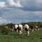Herd of cows graze in pasture front view