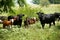 Herd of cows grazed