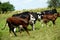 Herd of cows grazed