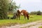 A herd of cows grazes in a green meadow near a country road. Nearby is a shepherd bike. Rural landscape