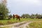 A herd of cows grazes in a green meadow near a country road. Nearby is a shepherd bike. Rural landscape