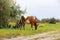 A herd of cows grazes in a green meadow near a country road. Nearby is a shepherd bike. Rural landscape