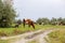 A herd of cows grazes in a green meadow near a country road. Nearby is a shepherd bike. Rural landscape