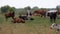 Herd of Cows Grazes in the Meadow. Summer Day