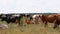 Herd of cows grazes in the meadow. Summer day