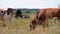 Herd of cows grazes in the meadow. Summer day