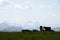 Herd of cows grazing an alpin meadow in high altitude in Switzerland.