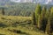 Herd of cows grazing on alpine meadow