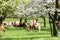 Herd of cows grazing in a blooming orchard