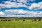 A herd of cows grazing on a bright green spring grass against the background of a forest under a blue sky with cumulus clouds