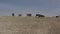 Herd of cows grazing in a dirt field with little grass in Spain