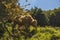 A herd of cows grazing on grass in front of a forest. Travel concept hiking. North District Israel