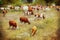 A herd of cows grazing in a meadow.