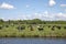 Herd of cows grazing on a meadow lower behind the dike of a canal in dutch landscape with trees at the horizon and a sky with