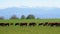 Herd of Cows Grazing in a Meadow near the Farm on backdrop of Swiss Alps