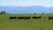 Herd of Cows Grazing in a Meadow near the Farm on backdrop of Swiss Alps