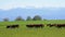 Herd of Cows Grazing in a Meadow near the Farm on backdrop of Swiss Alps