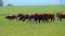 Herd of Cows Grazing in a Meadow near the Farm on backdrop of Swiss Alps