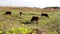 A herd of cows grazing in a pasture