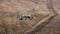 Herd of cows grazing on pasture, aerial view.