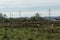 Herd of cows grazing in pasture against electric pylons