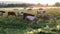 Herd of cows is grazing on the pasture in evening during sunset. Cattle return home.