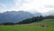 herd of cows grazing in a pasture in mountains, Alps