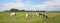 Herd of cows grazing in the pasture, peaceful and sunny in Dutch landscape of flat land with a blue sky with clouds on the horizon