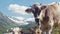 Herd of cows grazing and relaxing on an Alpine meadow with the majestic peaks covered with snow in the distance. A cow