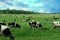 Herd of cows grazing and resting in the middle of the field