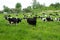 Herd of cows grazing and resting in the middle of the field