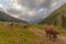 Herd of cows grazing in a South Tyrolean valley