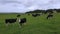 Herd of cows grazing on a vast empty field of grass.