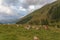 Herd of cows on green grass in a field in a South Tyrolean valley