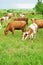 Herd of cows on a green meadow