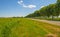 Herd of cows in a green meadow along a highway below a blue sky in sunlight in spring