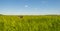 Herd of cows in a green meadow along a highway below a blue sky in sunlight in spring