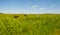 Herd of cows in a green meadow along a highway below a blue sky in sunlight in spring