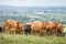 Herd of cows, Hereford beef cattle. Livestock in a field, UK