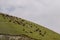 Herd of Cows in Highlands