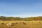 Herd of cows horses, Mountain Altai autumn landscape. Russia