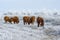 A herd of cows in the Kalmyk steppe in the winter. All vegetation covered with a thick layer of frost