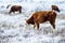 A herd of cows in the Kalmyk steppe in the winter. All vegetation covered with a thick layer of frost