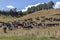 Herd of cows, live stock.